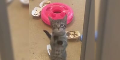 Shelter kitten jumping up at glass
