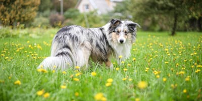 Sheltie auf einer Wiese