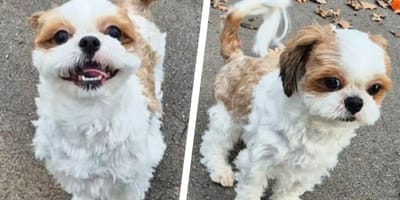 Shih Tzu „ManMan“