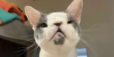 Sid, kot z deformacją nosa