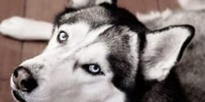 Sierra the Husky dog detects cancer