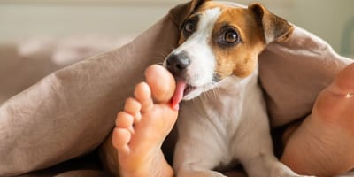Betekenis van het likken van voeten door een hond