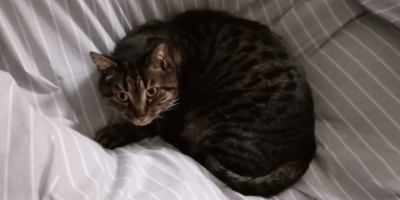 Silvestro gatto