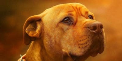 Simba le chien à adopter
