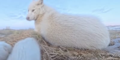 Sledehond gaat er vandoor met 360 graden action camera