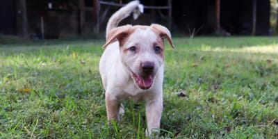 Small dog walking on grass