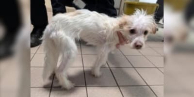 Small white emaciated dog