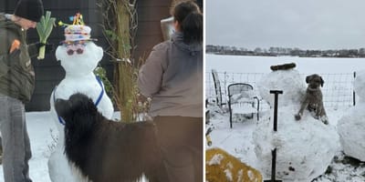 Sneeuwpoppen maken met de hond