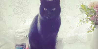 Sooty, gatto nero
