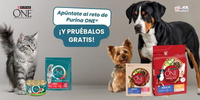 sorteo de tres semanas de Purina One