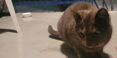 Poes Soukie