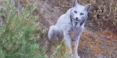 Spaanse hobbyfotograaf legt zeldzame witte Iberische Lynx vast op camera