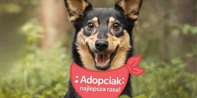 Spacer adopciaków 2026