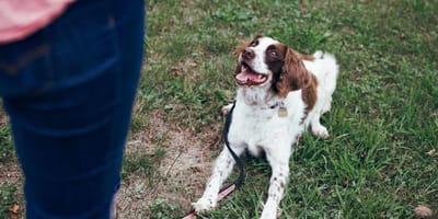 Spaniel on grass being trained