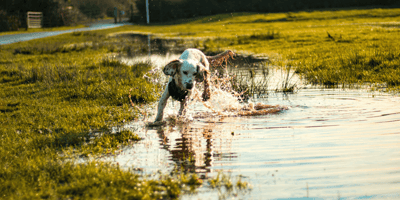 Spaniel running in a puddle
