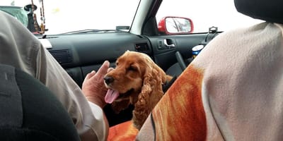 Spaniel sitting in car