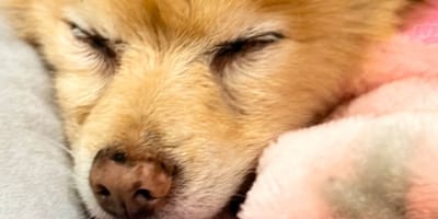 Sparkles la cagnolina