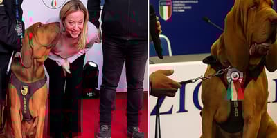 Speurhond Bruno is bruut vermoord in Italie
