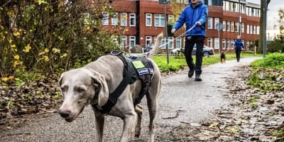 Speurhonden helpen bij opsporen verdwaalde mensen met dementie