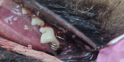 Spiralfeder um Hundezahn