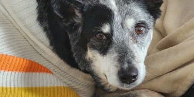 Último día de vida de un perro