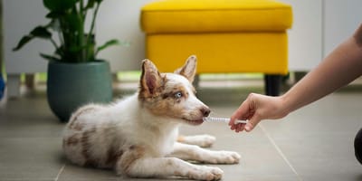 Spoedzorg wordt goedkoper door dierendagakkoord politiek