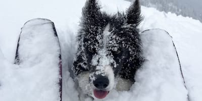 sportvrouw Ares Masip beland in lawine met haar hond in Andorra