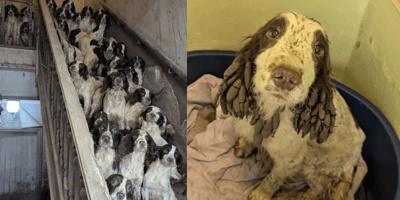 Springer Spaniels sitting on stairs in poor condition