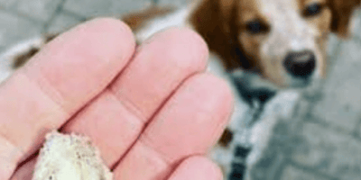 spugne killer per cani