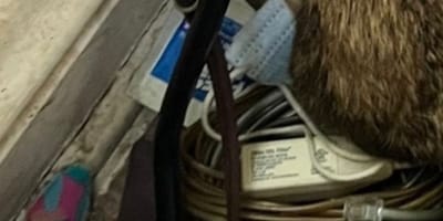 Casa abandonada con perro dentro