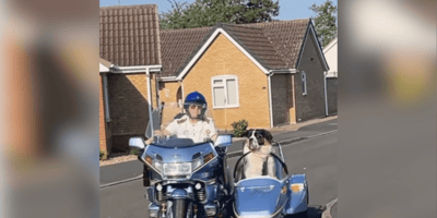 St Bernard travelling in a sidecar