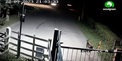 Staffie abandonado en protectora