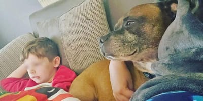 staffordshire bull terrier