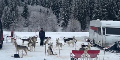 Stel met 18 husky's reist door Europa