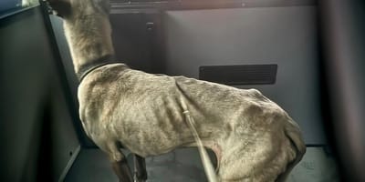 Sterk vermagerde hond gevonden in Rotterdam