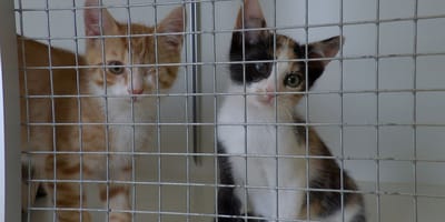 Stichting Scheldekat wil castratieplicht tegen explosie aan zwerfkatten