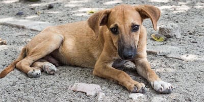 Stray dog sitting on dirt road