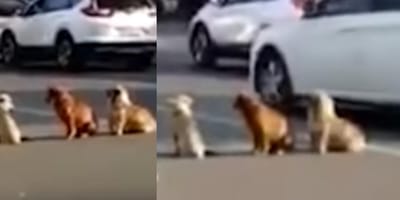 Zwerfhonden staan midden op de weg in het verkeer