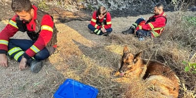 Firefighters and rescued dog
