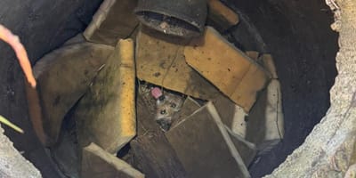 Strażacy i uratowany pies