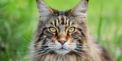 Maine Coon