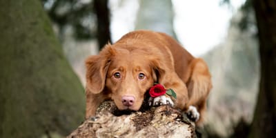 Swipen voor een date met de hond