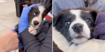 Cachorro condenado a la eutanasia