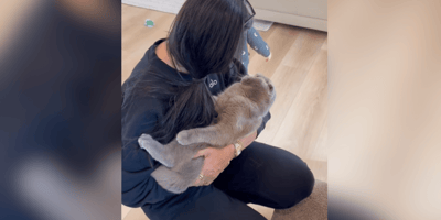 Scottish Fold vastgehouden door baasje