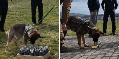 Szkolenie psów militarnych