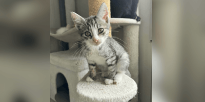 Tabby and white kitten waiting for a home