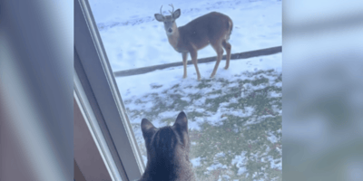 Tabby cat looking at a deer