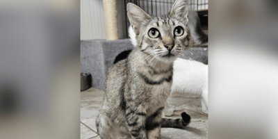 Tabby cat rescued by Safe Rescue UK