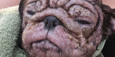 Talulah la cagnolina