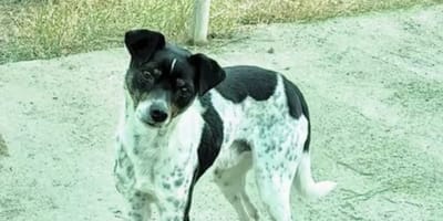 tano-perro-adopcion-mazarron